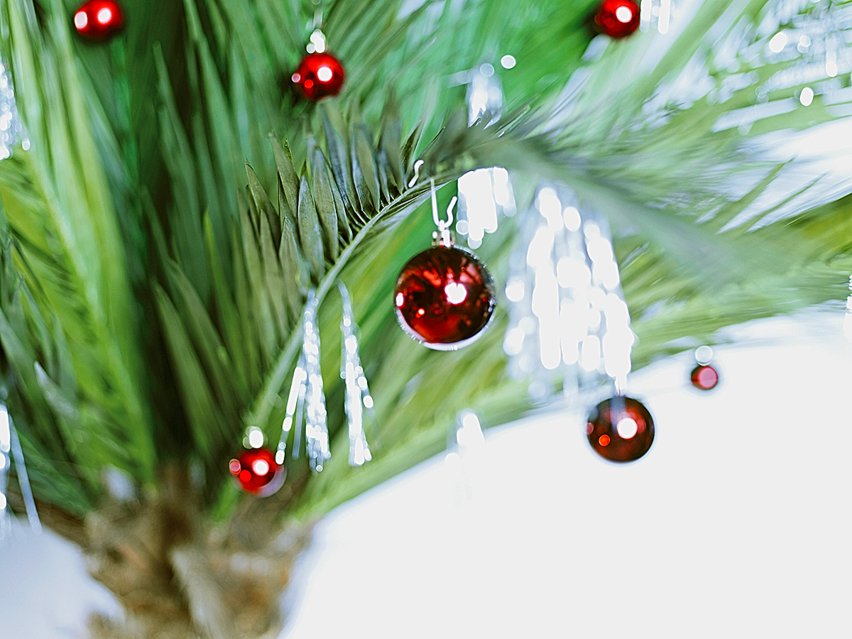 christmas palm