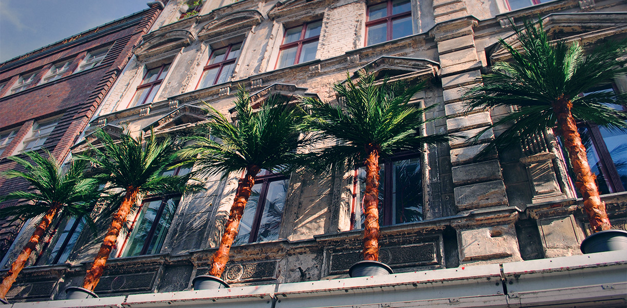 palm tree rental