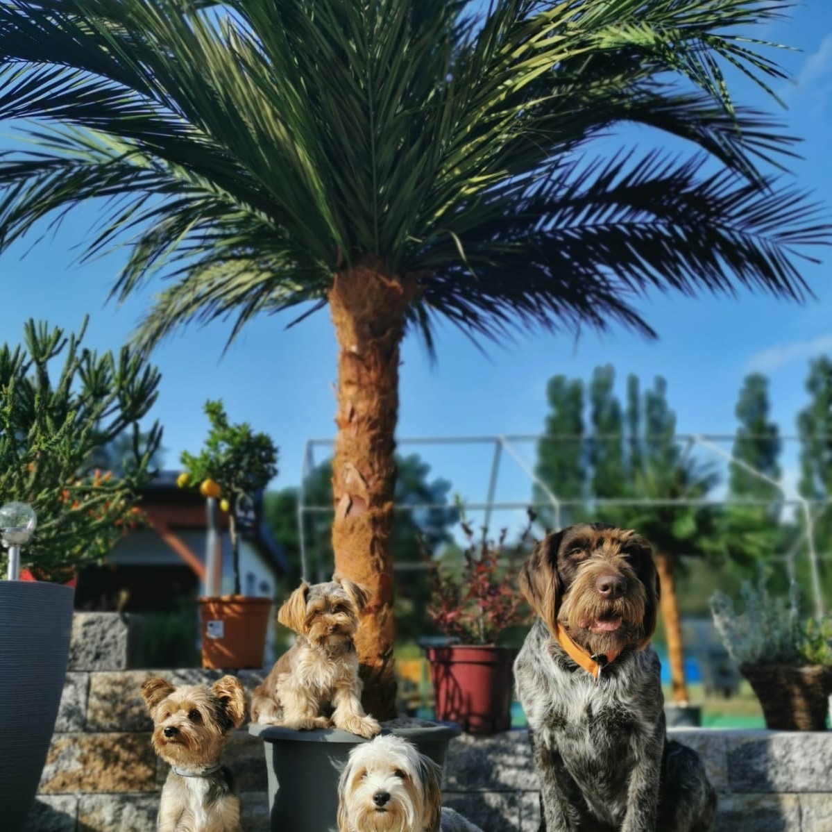 Palmen Gartenparty