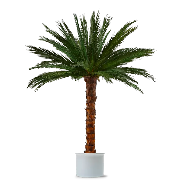 Areca palm tree