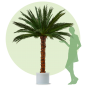 Preview: Palme Areca 2,5m
