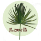 Preview: Washingtonia Palmwedel