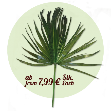Washingtonia Palmwedel