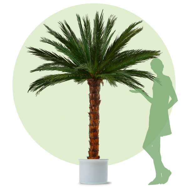 Palme Areca 2,5m