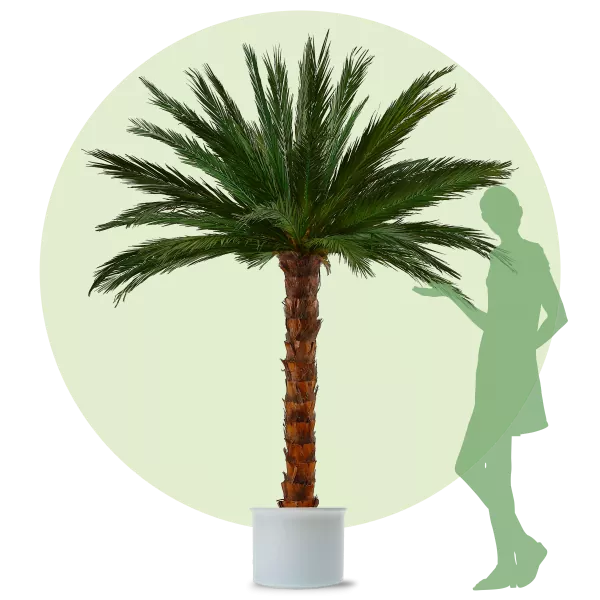 Palm Areca 2,5m