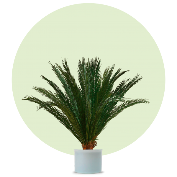 Phönix-Palme 1,3m