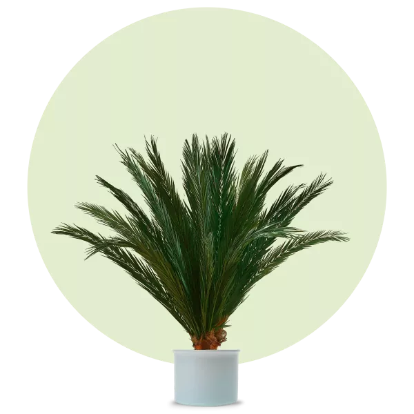 Phoenix-Palm 1.3m