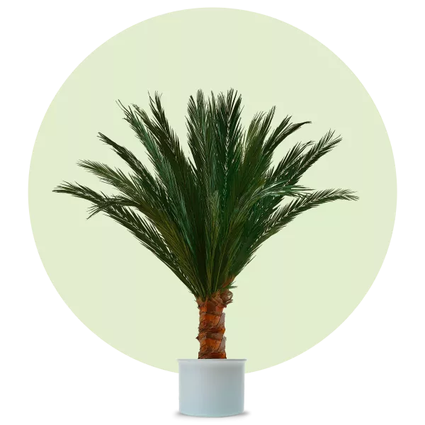Phoenix palm tree